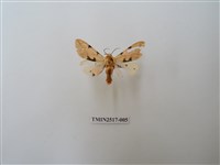 藏品(棍棒污燈蛾)的圖片